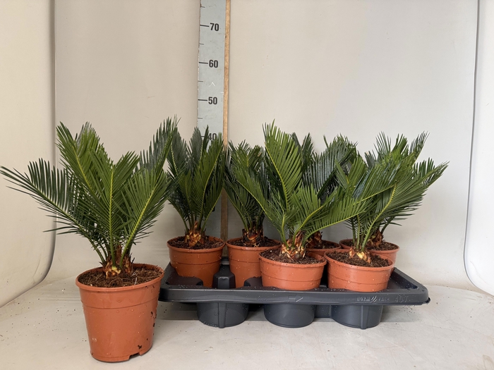 <h4>CYCAS REVOLUTA</h4>