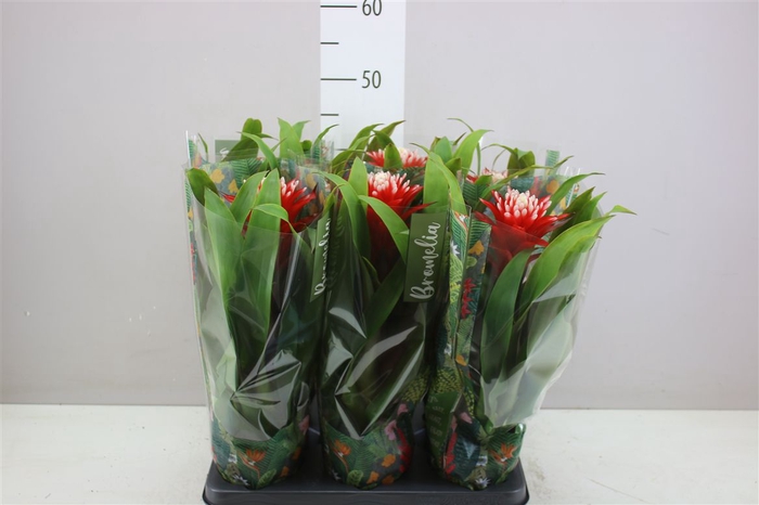 <h4>Guzmania Hope</h4>