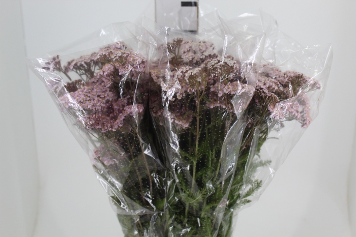 <h4>ACHILLEA MILLEFOLIUM ROSA TINTURADA 070 CM</h4>
