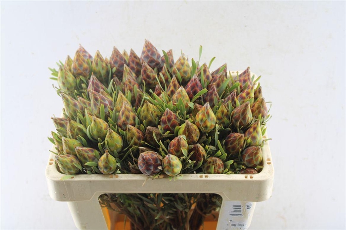 <h4>Kaaps Plumosum</h4>