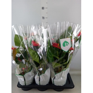 Anthurium andr. 'Madural'