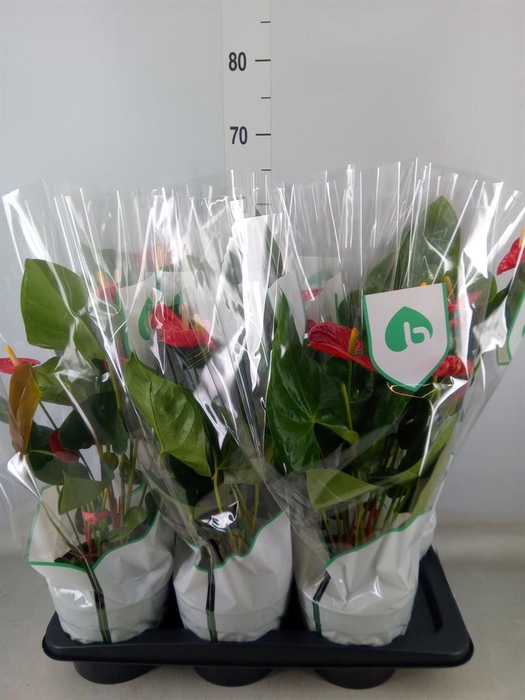 <h4>Anthurium andr. 'Madural'</h4>