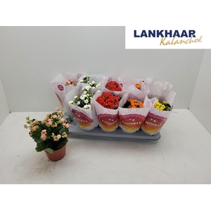 KAL GE PERF GEM 5 KL