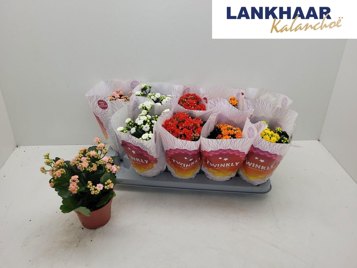 <h4>KAL GE PERF GEM 5 KL</h4>