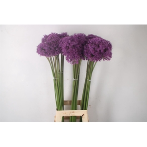 Allium Gladiator