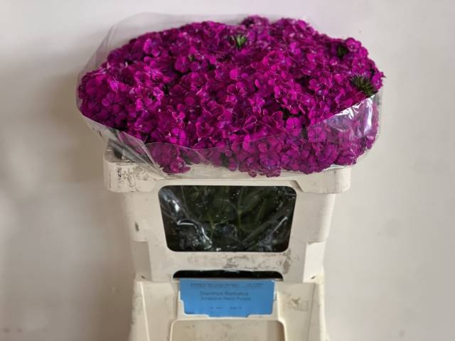 <h4>DI BARB AM NEON PURP</h4>