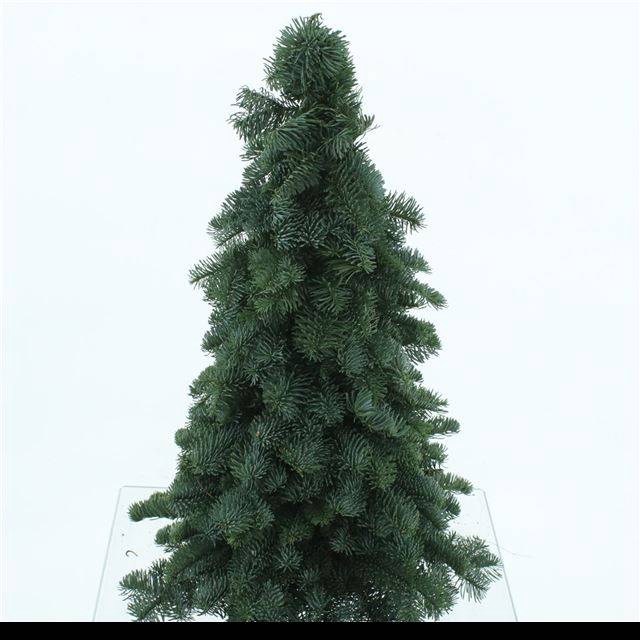 <h4>ABIES NOBILIS BLAUW</h4>