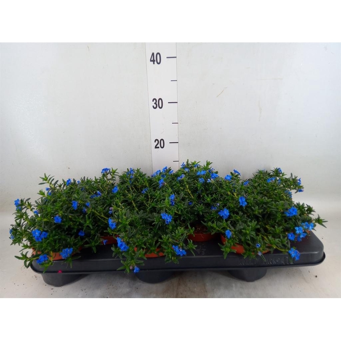<h4>Glandora diffusa 'Heavenly Blue'</h4>