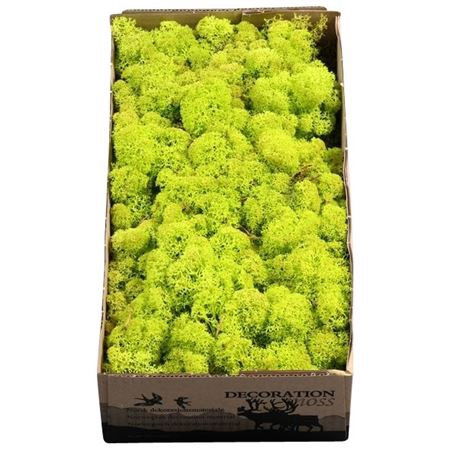 <h4>Ijslandmos (reindeer) Spring Groen</h4>