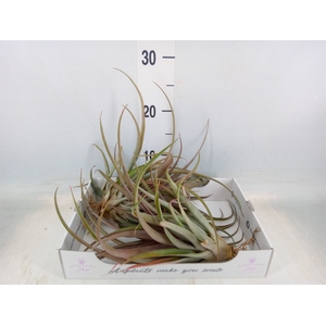 Tillandsia
