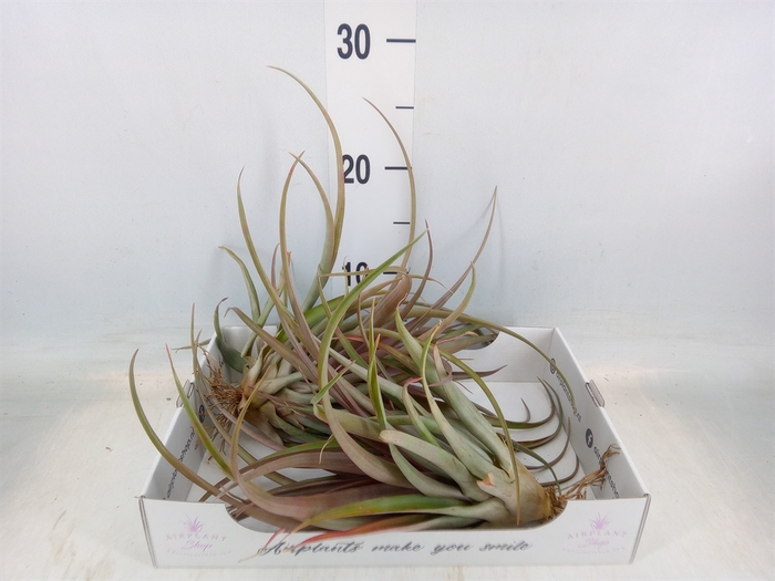 <h4>Tillandsia</h4>