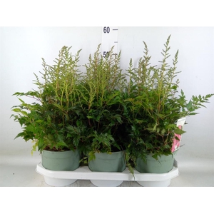 Astilbe  'Younique Pink'