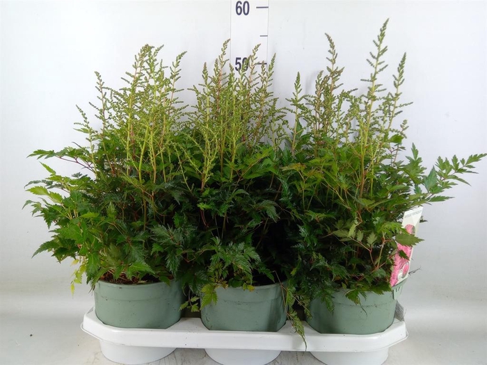 <h4>Astilbe 'Younique Pink'</h4>