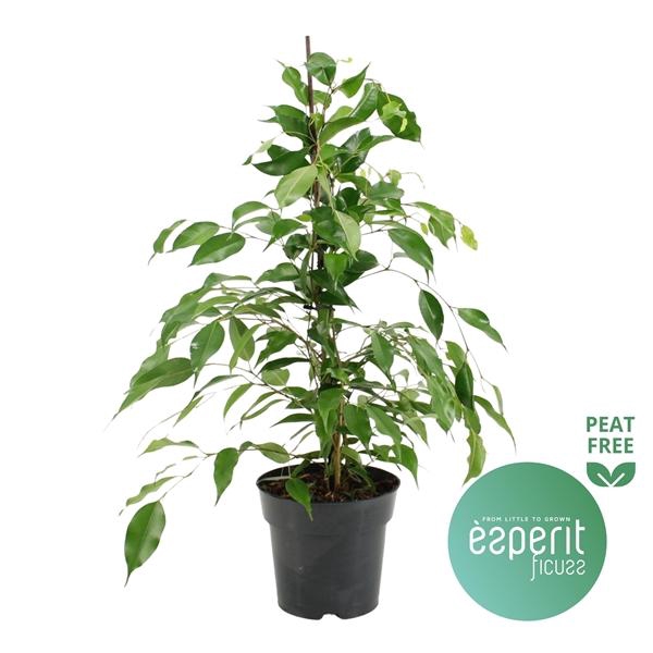 <h4>Ficus benjamina 'Danita'</h4>