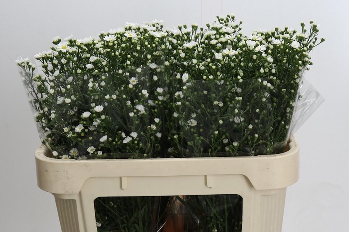 <h4>AST PAQUITA</h4>