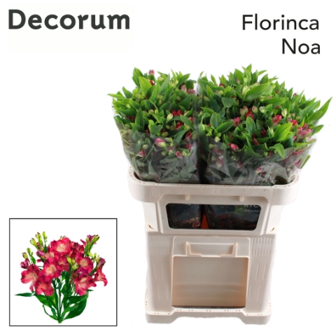 <h4>Alstroemeria fl noa</h4>