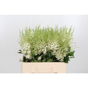 Astilbe Diamant