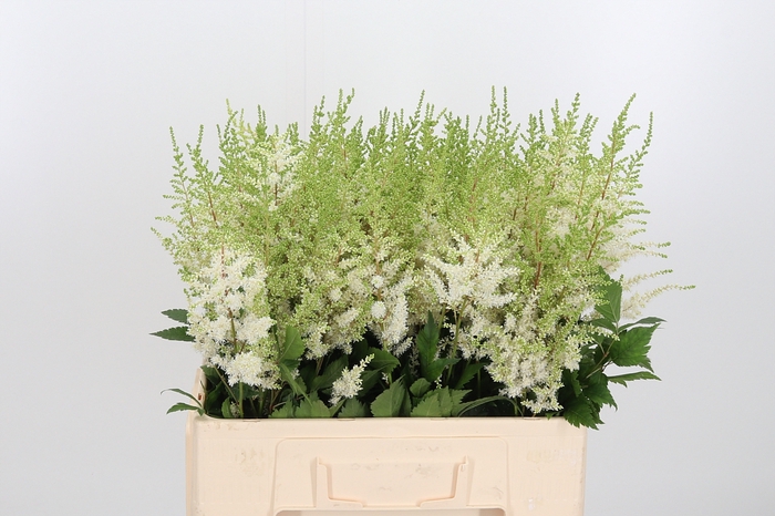 <h4>Astilbe Diamant</h4>