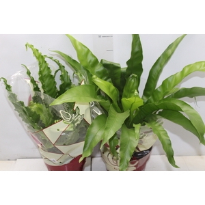 ASPLENIUM VARIADO P17