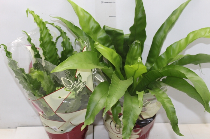 <h4>ASPLENIUM VARIADO P17</h4>