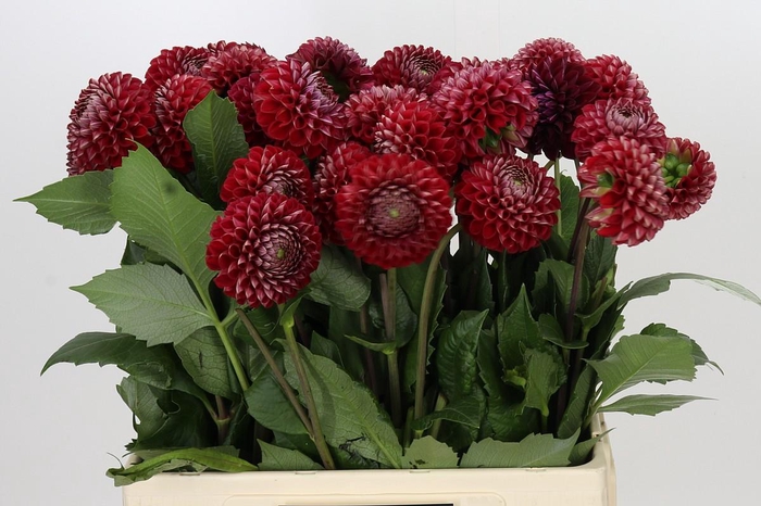<h4>Dahlia Cornel</h4>
