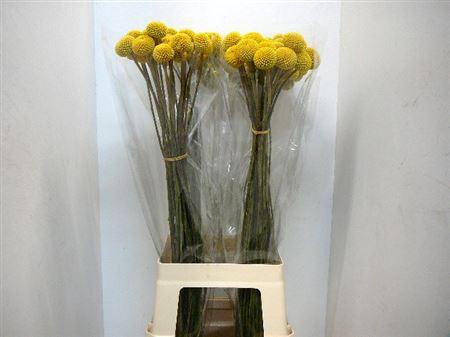 <h4>Craspedia Paint Pop</h4>