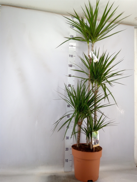 <h4>Dracaena marg.</h4>