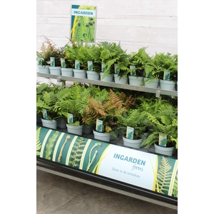 Fern 3000 x 297mm NL