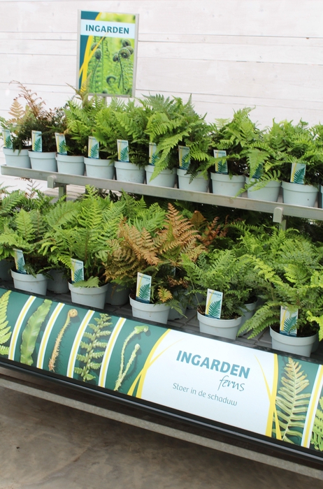 <h4>Fern 3000 x 151mm NL</h4>