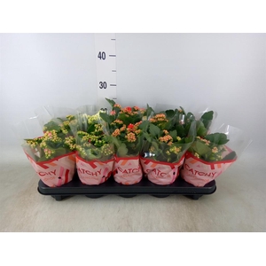 Kalanchoe blos.   ..rosebud mix  5