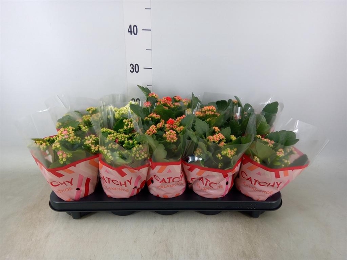 <h4>Kalanchoe blos.   ..rosebud mix  5</h4>