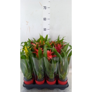 Guzmania   ...mix