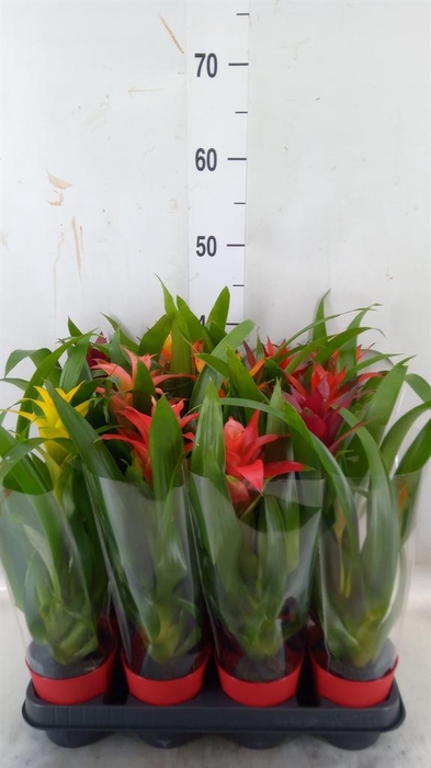 <h4>Guzmania   ...mix</h4>