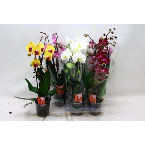 PHAL EL CASCADE