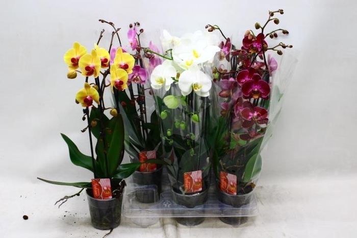 <h4>PHAL EL CASCADE</h4>