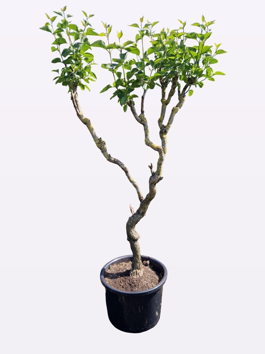 <h4>SYRI V SENSATION</h4>