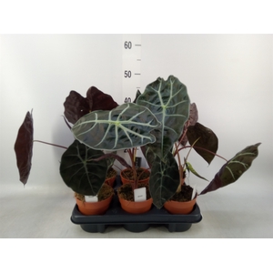 Alocasia   ...