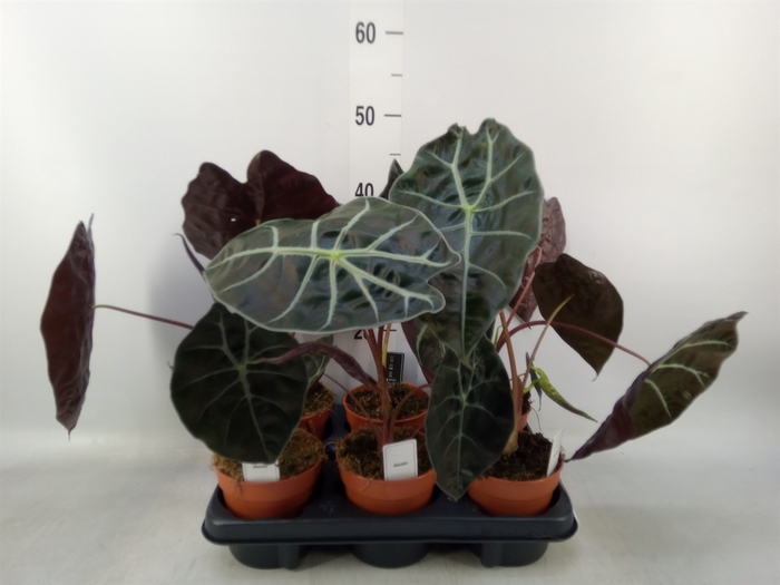 <h4>Alocasia   ...</h4>