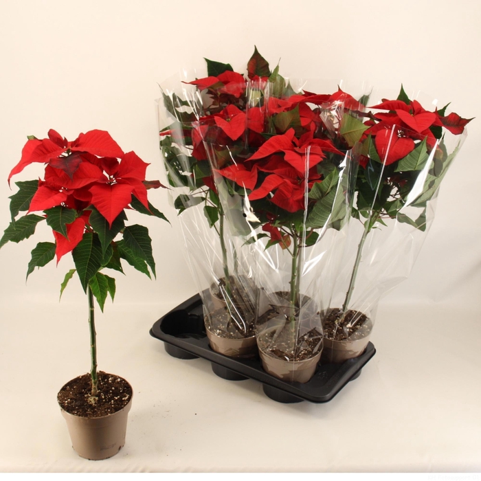 <h4>EUPHOR P CHR EVE</h4>