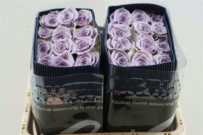 <h4>R Gr Shocking Blue</h4>