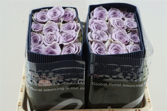 <h4>R Gr Shocking Blue</h4>