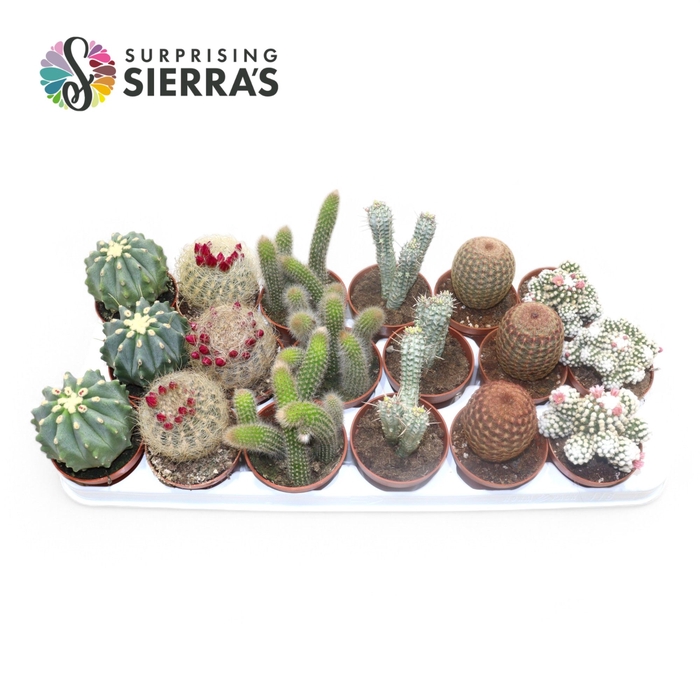 <h4>Sierra's® - Bilbao Cactus Mix (Collection)</h4>