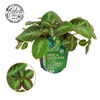 Episcia Overig Neon Suprise