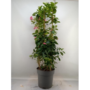 Mandevilla am. 'Sundav Pink'