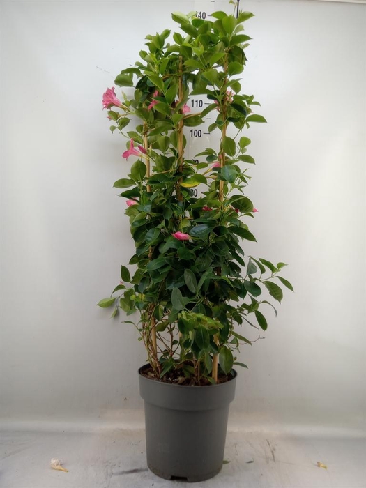 <h4>Mandevilla am. 'Sundav Pink'</h4>