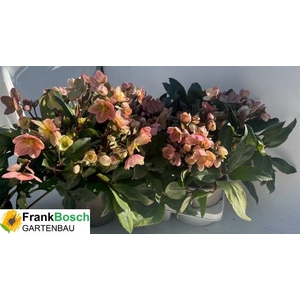 Helleborus ericsmithii Pink Frost 21Ø 40cm 80fl
