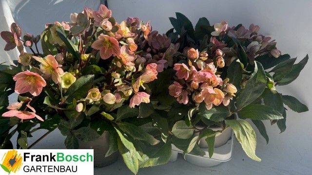 Helleborus ericsmithii Pink Frost 21Ø 40cm 80fl