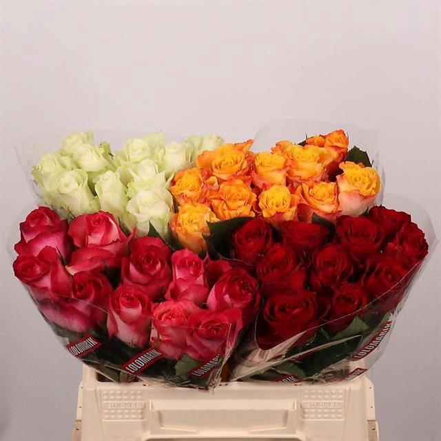 <h4>R GR GEM IN FUST</h4>