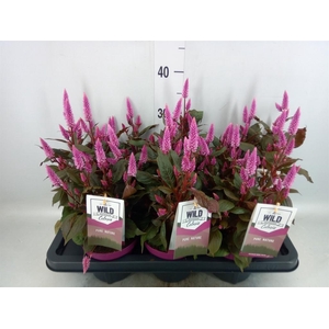 Celosia spic. 'Wild Pink'