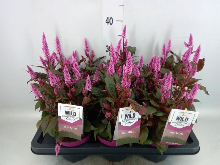 <h4>Celosia spic. 'Wild Pink'</h4>